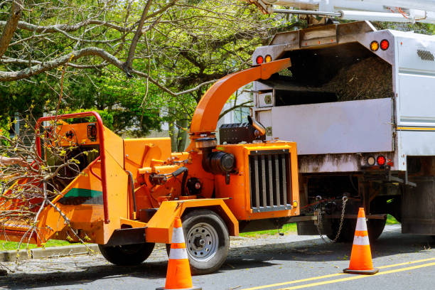 Best Storm Damage Tree Cleanup  in Bainbridge, PA